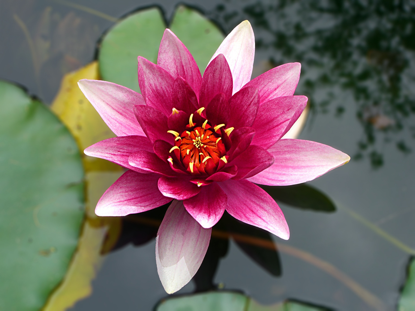 Lotus Flower in the Pond